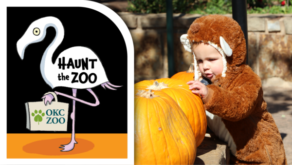 Haunt the Zoo OKC Zoo Fall and Halloween activities in Oklahoma CIty